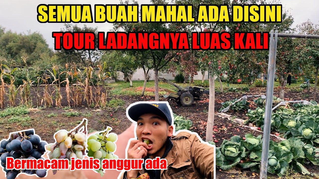 TOUR RUMAH SULTAN PAMAN ISTRIKU..! PANEN DISINI BIKIN NGILER SEMUA BUAH MAHAL ADA