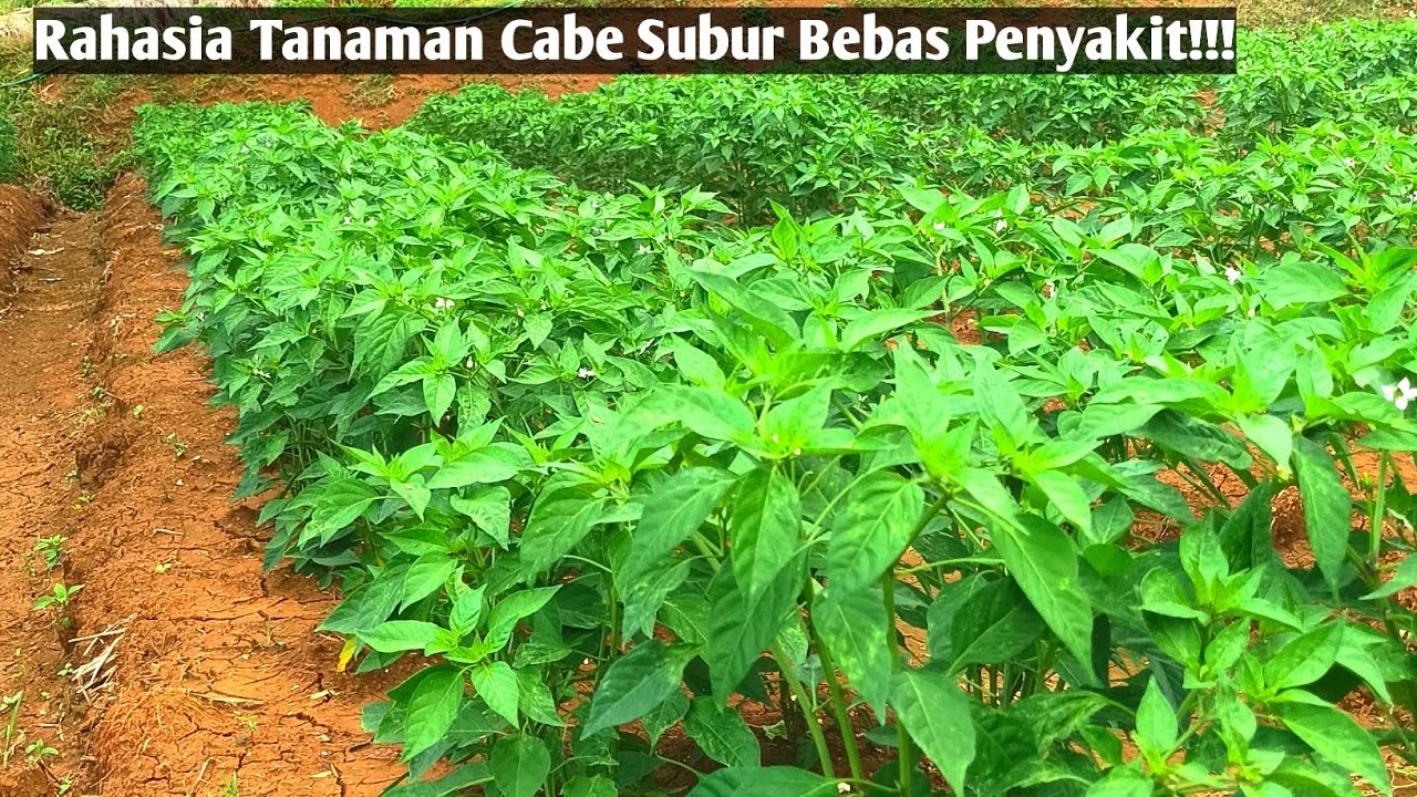 Cara Pencampuran Pupuk Kalsium Agar Tanaman Cabe Tumbuh Subur & Bebas Penyakit 