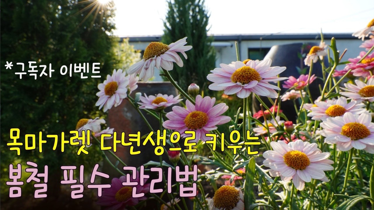 초보자도 다년생으로 키울 수 있는 목마가렛🌸관리 필수 가이드/🐞병해충 예방의 핵심 살충살균을 하나로하는 토탈싹 사용법/🎁구독자 이벤트/