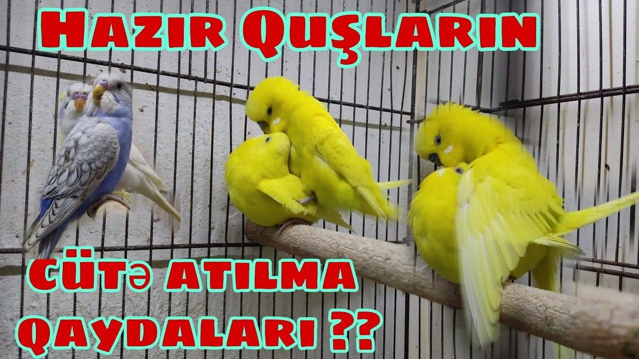Tutuquşuların c&uuml;tə atılması (tutuquşu satışı) 070-620-88-03 #mubarizemintv #tutuqususatisi #tutukusu