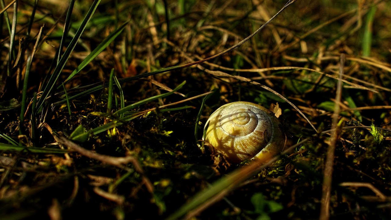 Sigma DP1 MERRILL Foveon the Best of photos 4K