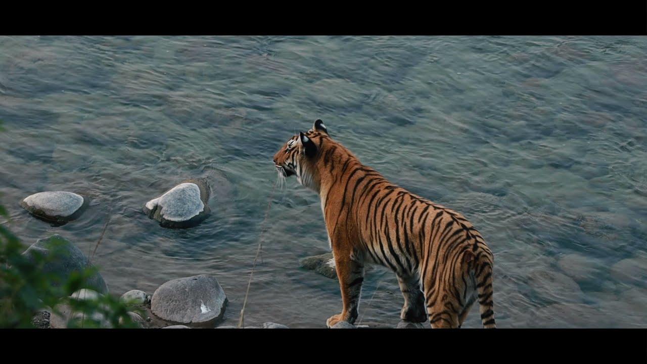 Tiger Safari India - Tiger Safari in Corbett National Park - Tiger Safari 2024