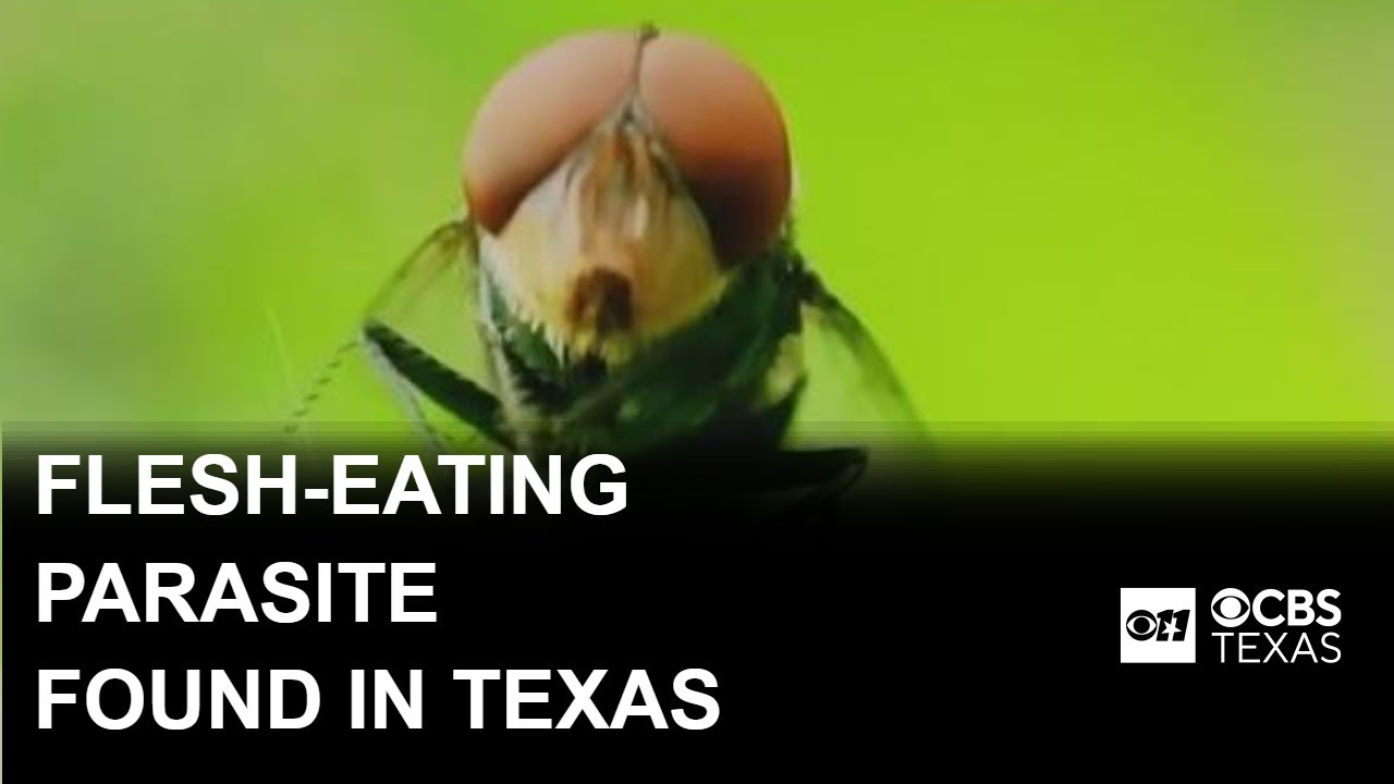 Flesh-eating New World screwworm found in Texas calf, USDA says