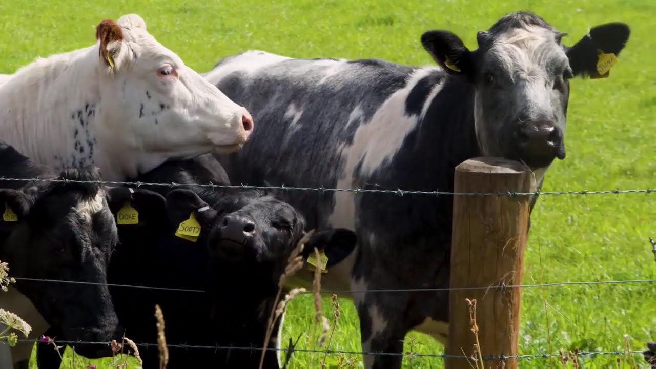 Zimbabwe’s Milk Revolution: Is the Crisis Finally Over?