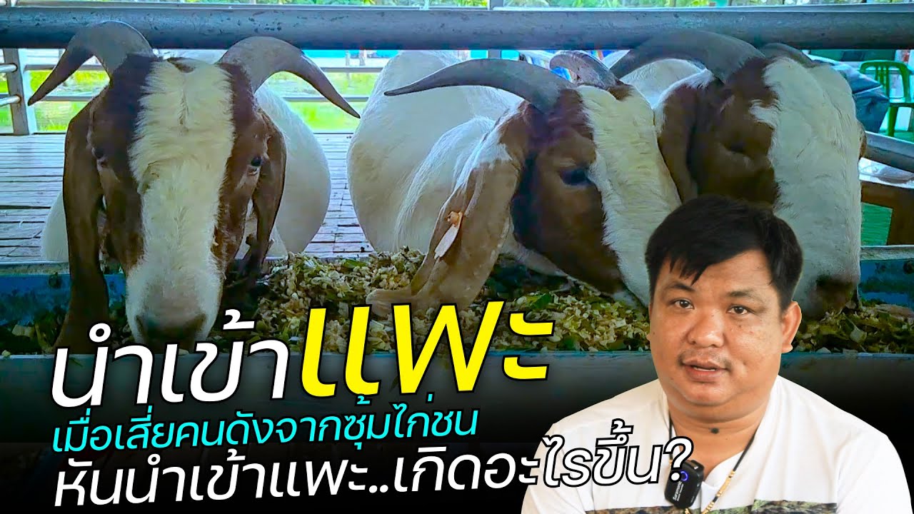 เมื่อเสี่ยคนดังจากซุ้มไก่ชน  หันมานำเข้าแพะ..เกิดอะไรขึ้น? ฟังเสี่ยบอย เจษฎา เผยถึงวิธีการนำเข้าแพะ