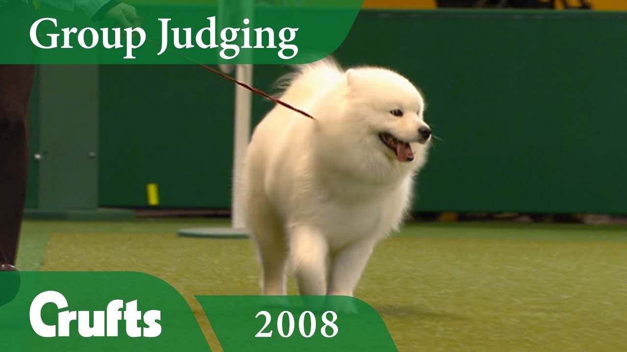 Samoyed win Pastoral Group Judging at Crufts 2008 | Crufts Dog Show