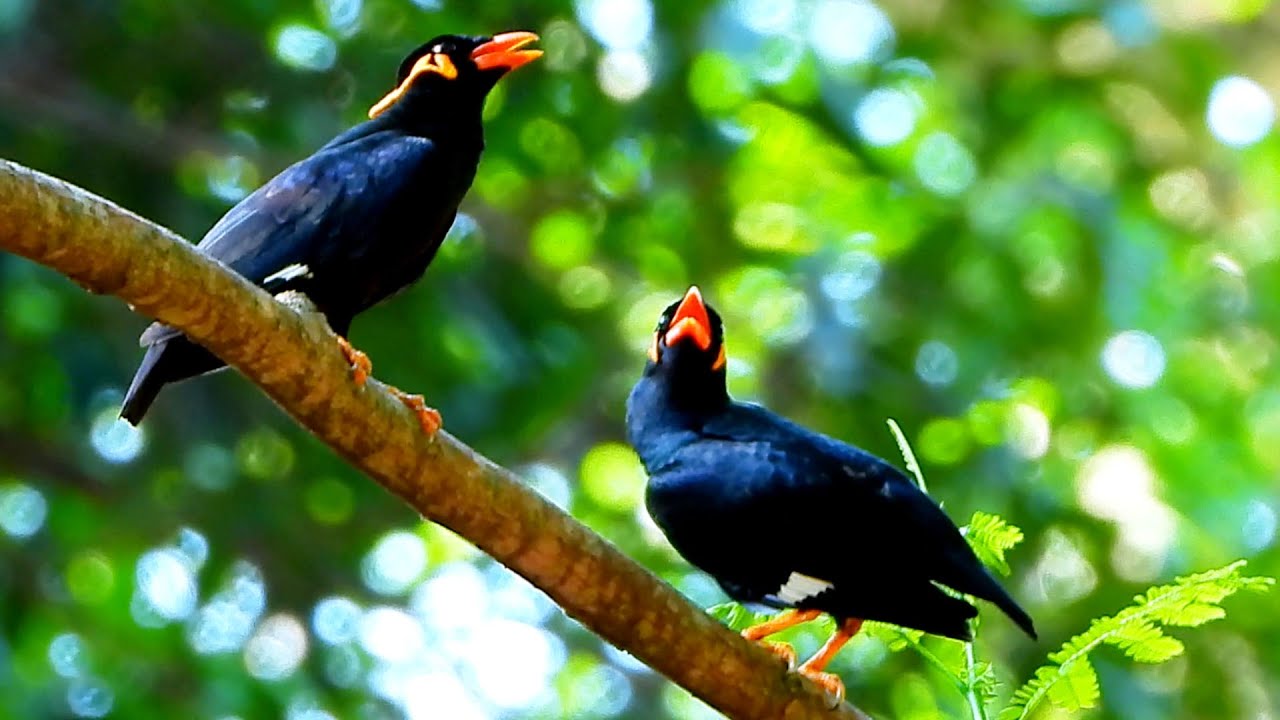Extremely beautiful Mynah found in Cambodia Angkor Water Park