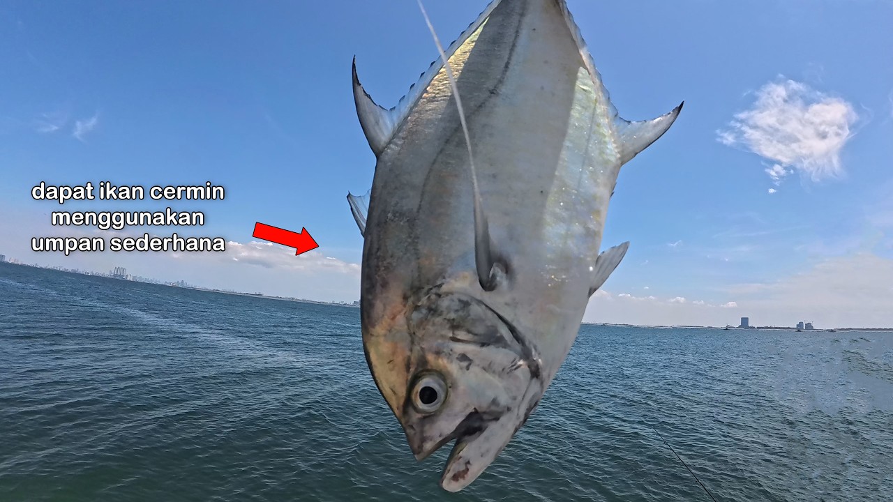 Umpan Sederhana Bisa Dapat Ikan Cermin‼️Mancing santai di pulau bidadari || Mancing Gaes