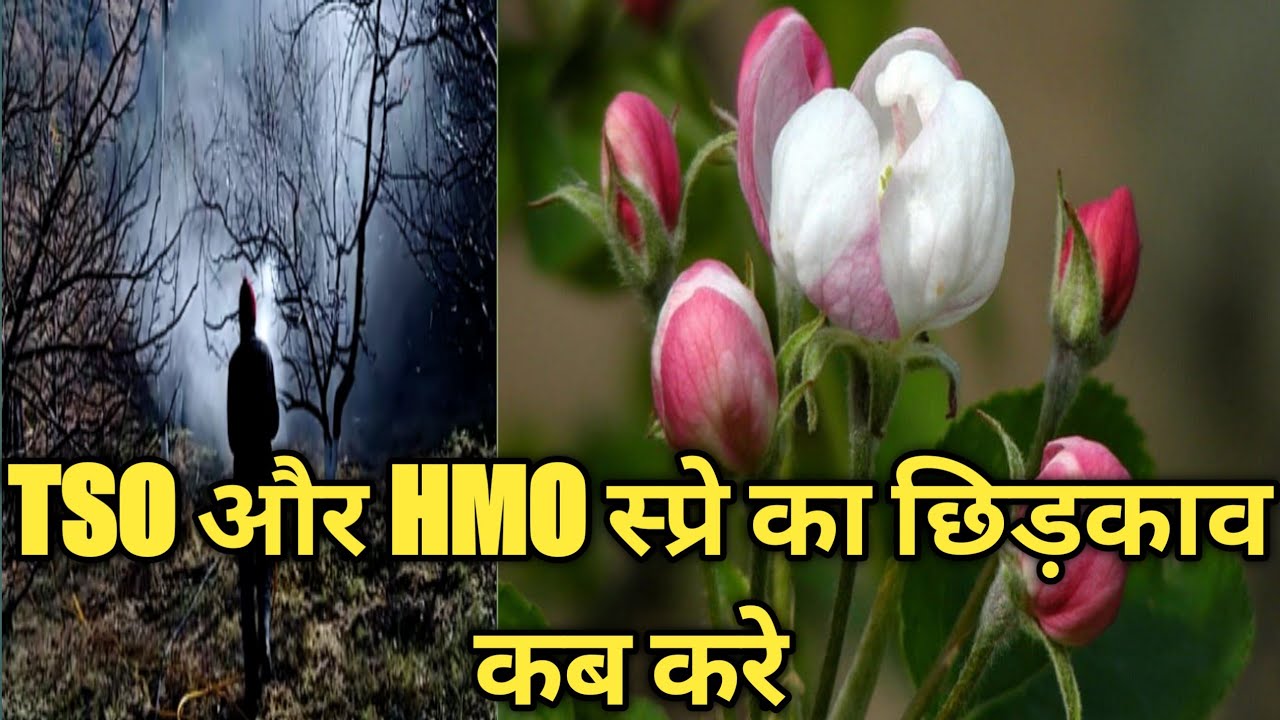 TSO | HMO | TSO or HMO ko kab kare| how to apply tso and hmo spray | TSO and HMO ka sahi smaya kab h