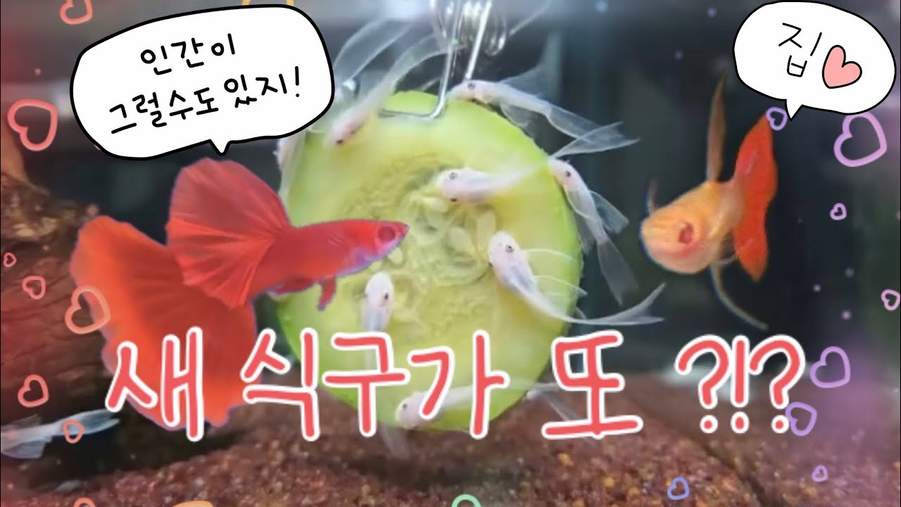 물생활 V-log | 구피 꼬리 치료 💊 | 스노우 화이트 안시 롱핀 🤍 | 알비노 풀레드 빅도살 리본 ❤️ | 네이처샌드 레드 플러스 ❣️