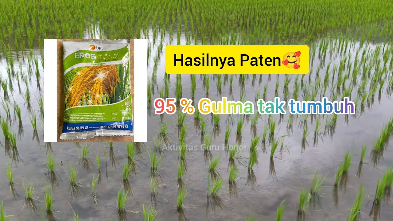 Review Hasil Erosgold pada penyemprotan 2 Hari sebelum pindah Tanam padi