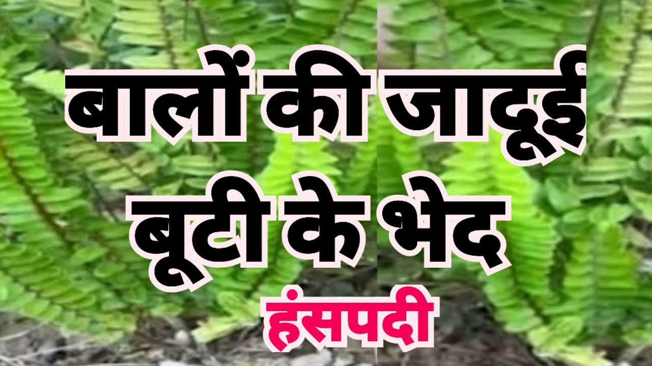Types of Hansraj | हंसपदी के भेद | हंसराज की प्रजातियां कितनी हैं | हंसराज कितने प्रकार की होती है 