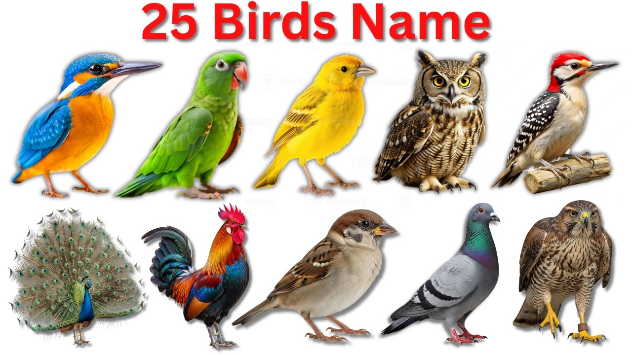 25 Birds Name in Hindi & English | बच्चों के लिए 25 पक्षियों के नाम | Mala Gyaan Class Hindi