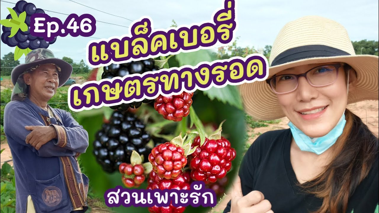 เรียนรู้การปลูก Blackberry จากสวนเพาะรัก วังน้ำเขียว Ep.2