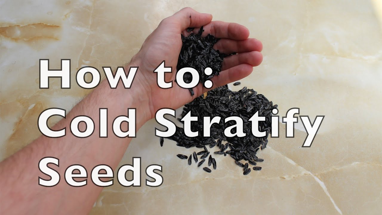 Germination Tips: Cold Stratification of Seeds