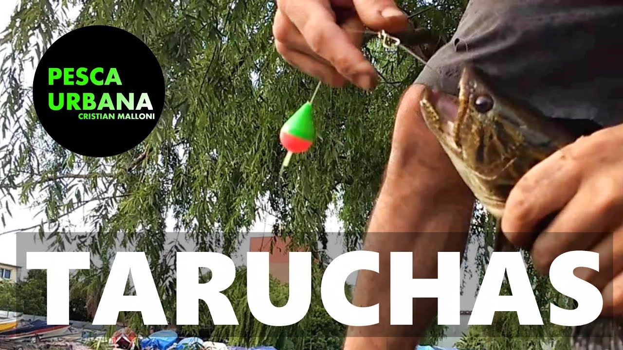 Pesca de Mojarras, Doradito, dientudito y taruchas en arroyo, PESCA URBANA, Street Fishing