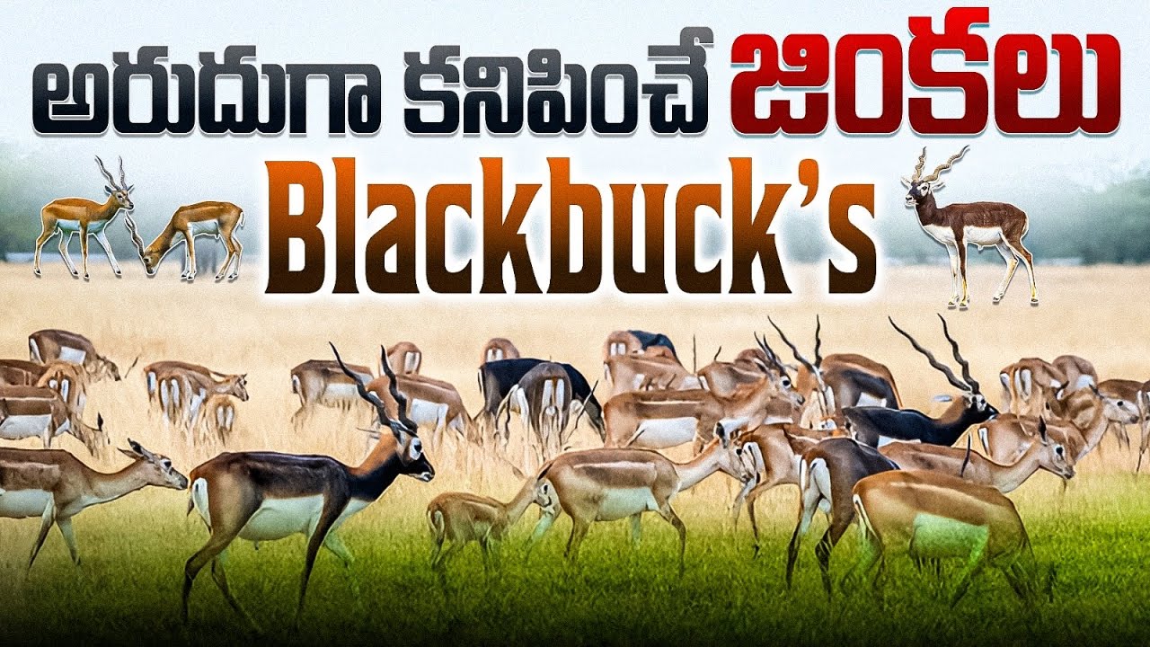 మా బాబా ఇ జింకల్ని దేనికోసం పెంచుతున్నాడో తెలుసా।Deer Farming In Dubai । Blackbuck Deer ।Deer Video