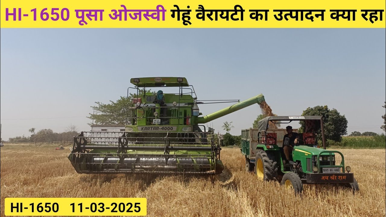 hi 1650 wheat variety | hi1650 gehu | hi1650 पूसा ओजस्वी गेहूं | hi 1650 गेहूं का उत्पादन क्या है