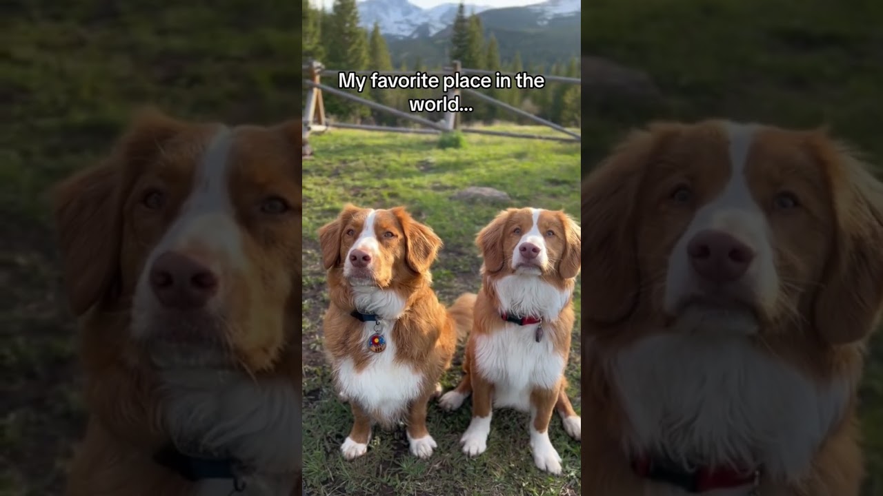Can&rsquo;t beat the great outdoors with the dogs #dog #puppyface #toller #campingwithdogs #dogsofyoutube