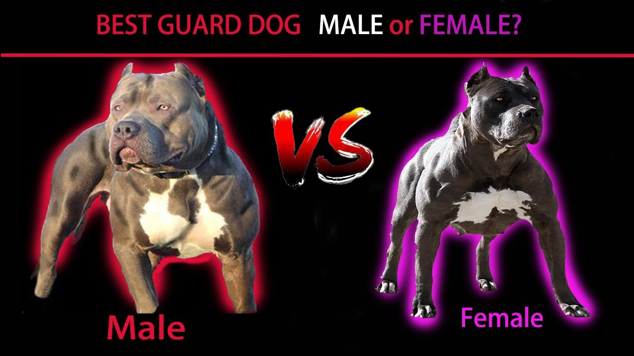Who makes the best Guard Dogs, Males or Females?