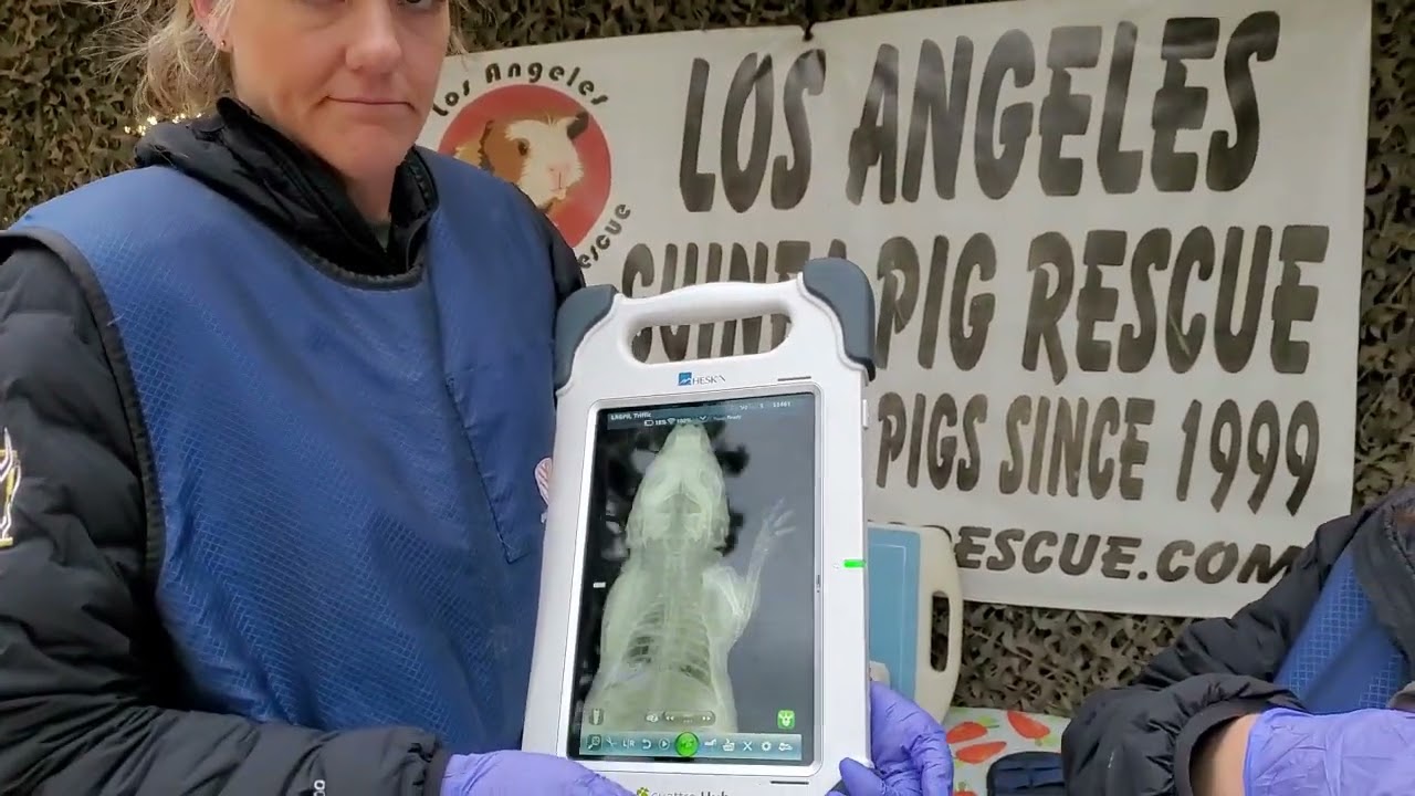 I bought a Sick Guinea Pig at Petco - Triffic's Veterinary Diagnosis