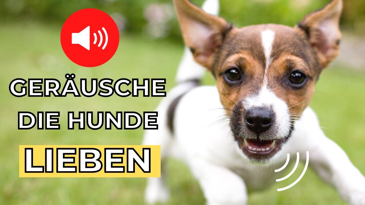 ger&auml;usche f&uuml;r hunde 🐶 lieblingsger&auml;usche von hunden