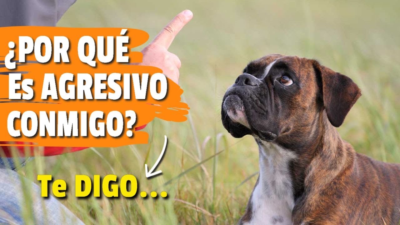 ¿POR QUÉ mi Perro De Repente Se muestra AGRESIVO CONMIGO? 🐶😔