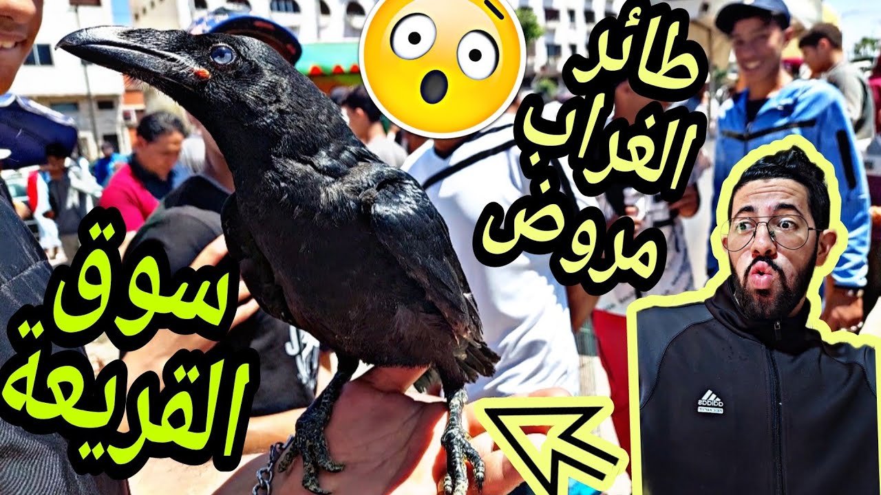 سوق القريعة اليوم ناضت فيه البلبالة🤣🔥طيور كانت في المستوى عند بيلي😍و لقينا الطائر الجارح الغراب😲😲🔥