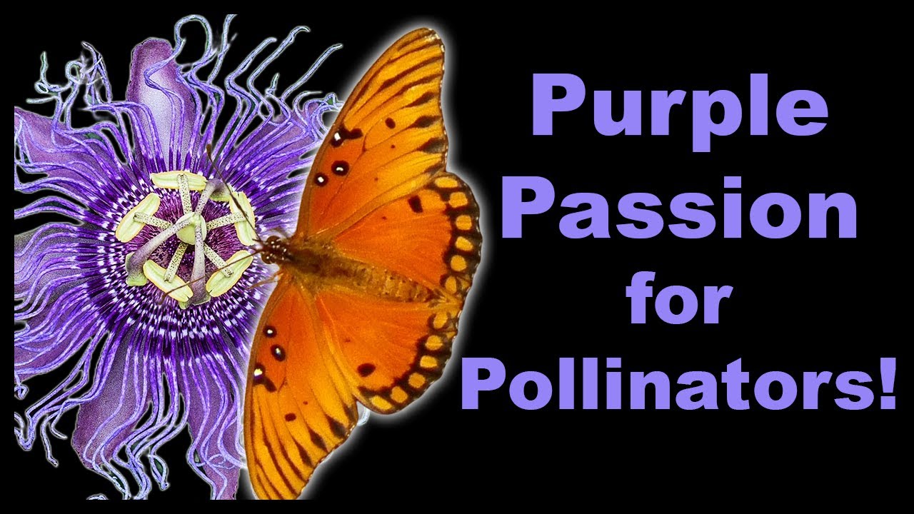 Discover the Power of Purple Passion Vine for Pollinators!