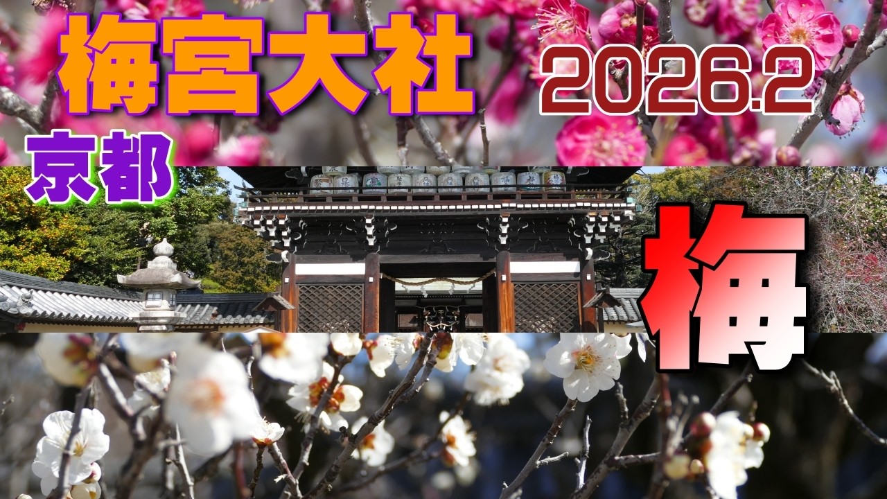 梅宮大社 梅だより2026☆少し開花♪
