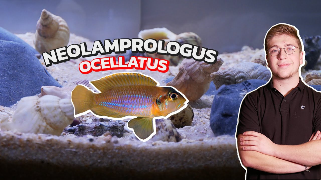 Ces poissons vivent dans des coquilles (Biotope lac tanganyika, on fait l'aquarium)