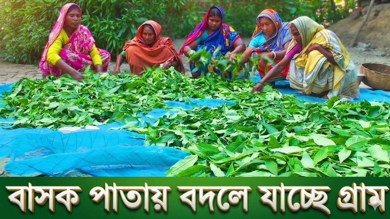 বাসক পাতা বদলে দিচ্ছে ভাগ্যের চাকা - Adhatoda Vasica