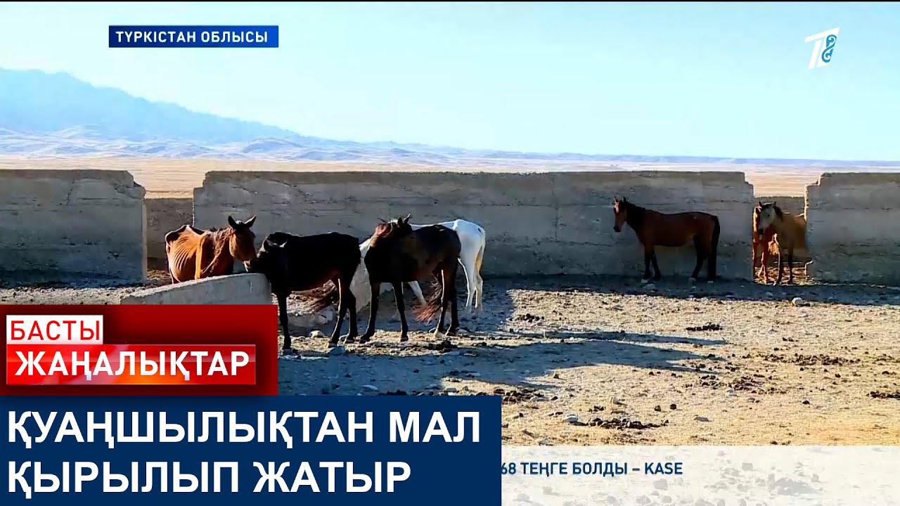 ҚУАҢШЫЛЫҚТАН МАЛ ҚЫРЫЛЫП ЖАТЫР