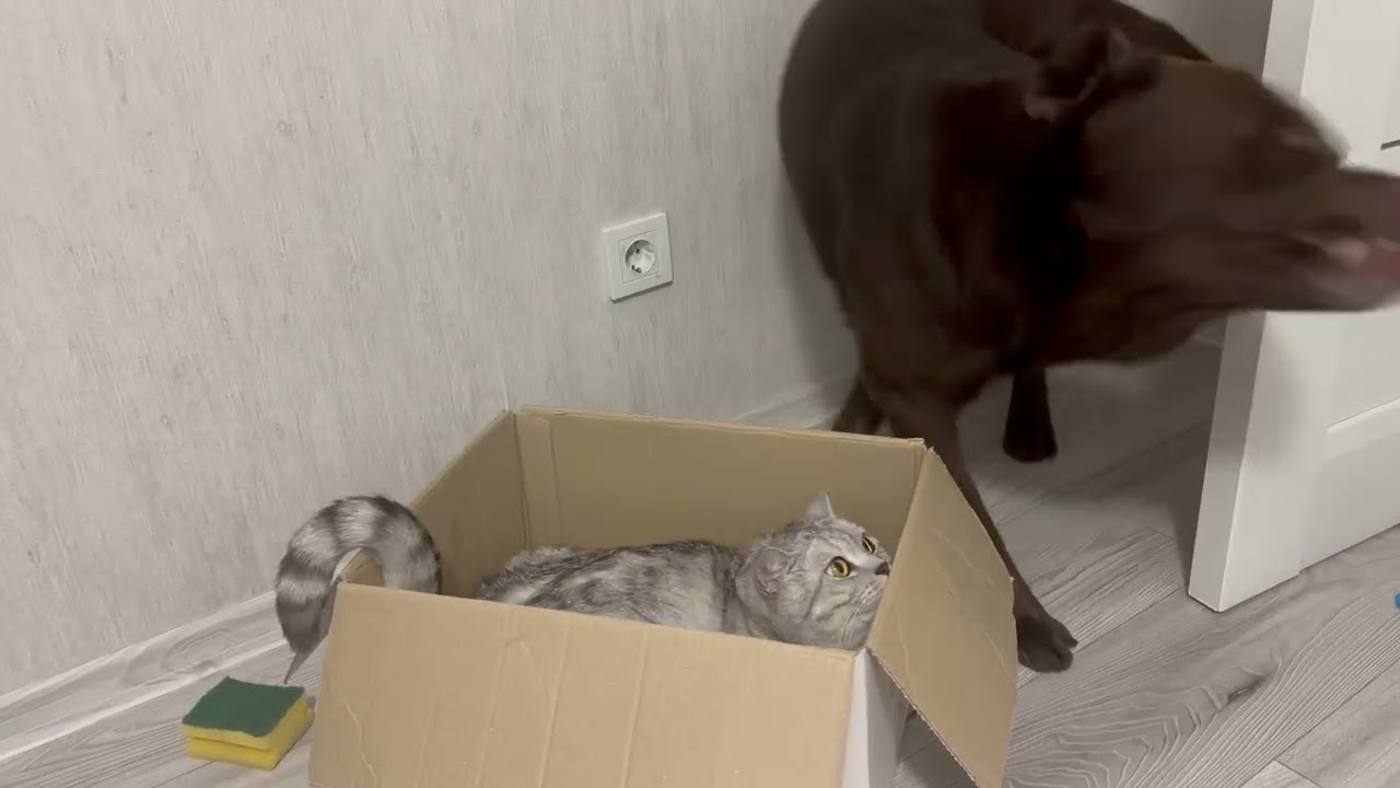 Dog fights for Cat's Box