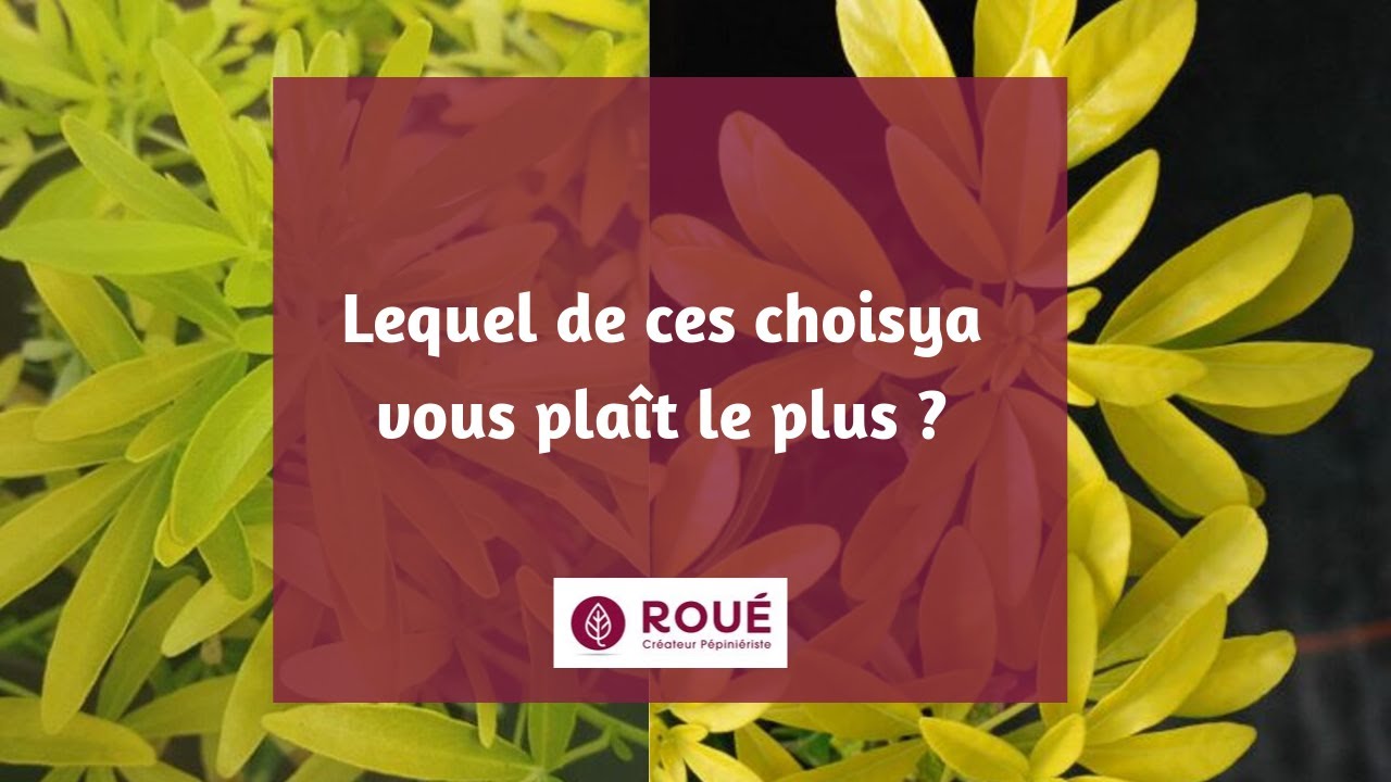 Choisya : Nouveau VS Classique
