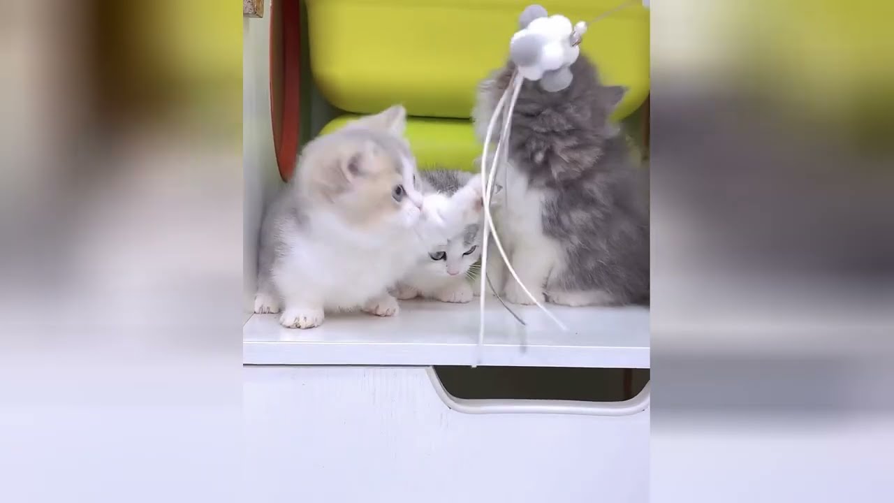 Kittens make the path to happiness very simple