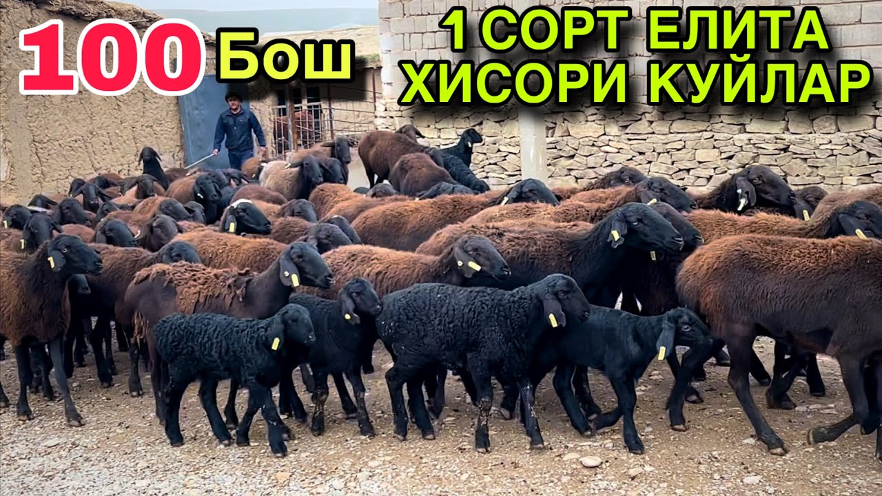 Елита Хисори Куйлар! ☎️+998 97 221 0096 ☎️+998 94393 0096