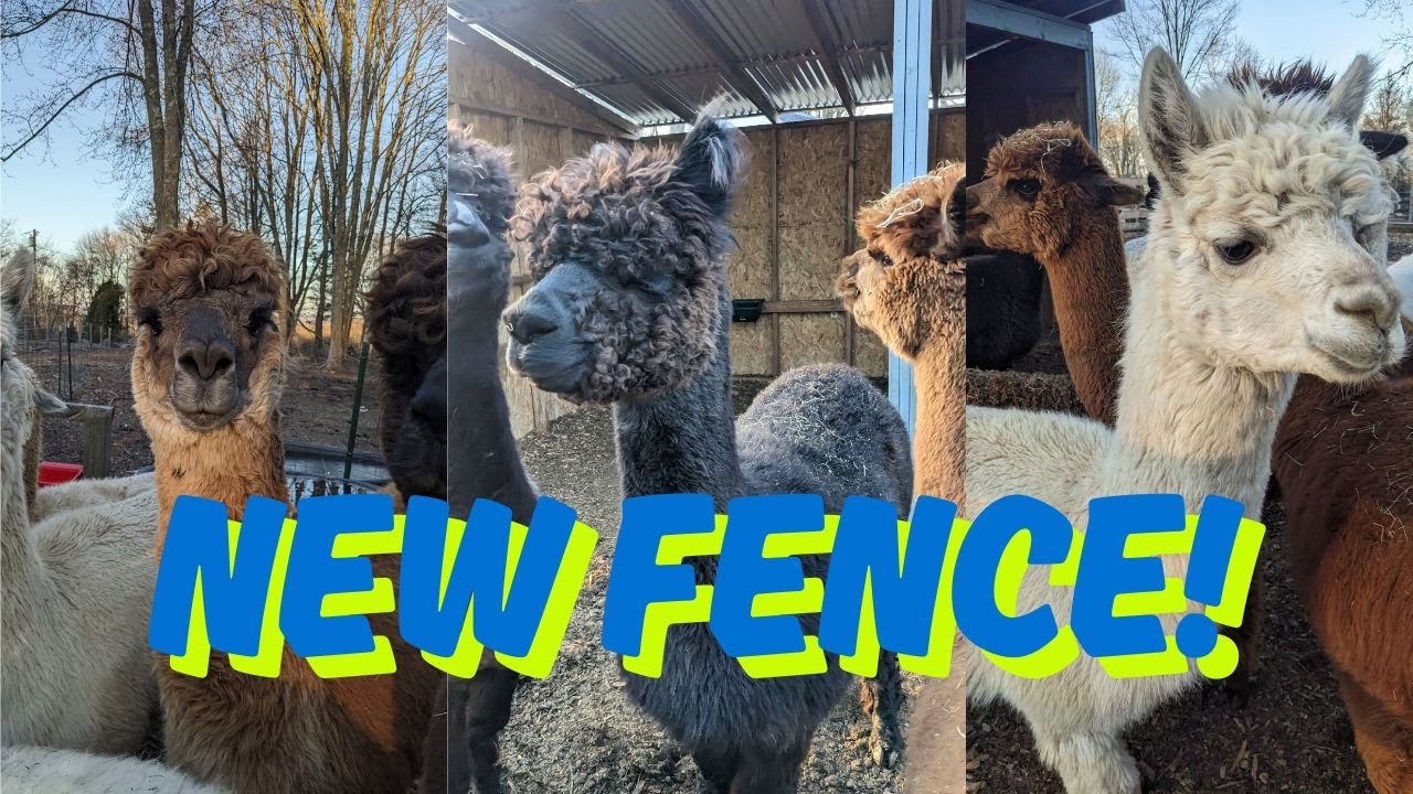 Building a NEW CATCH PEN for our ALPACAS!