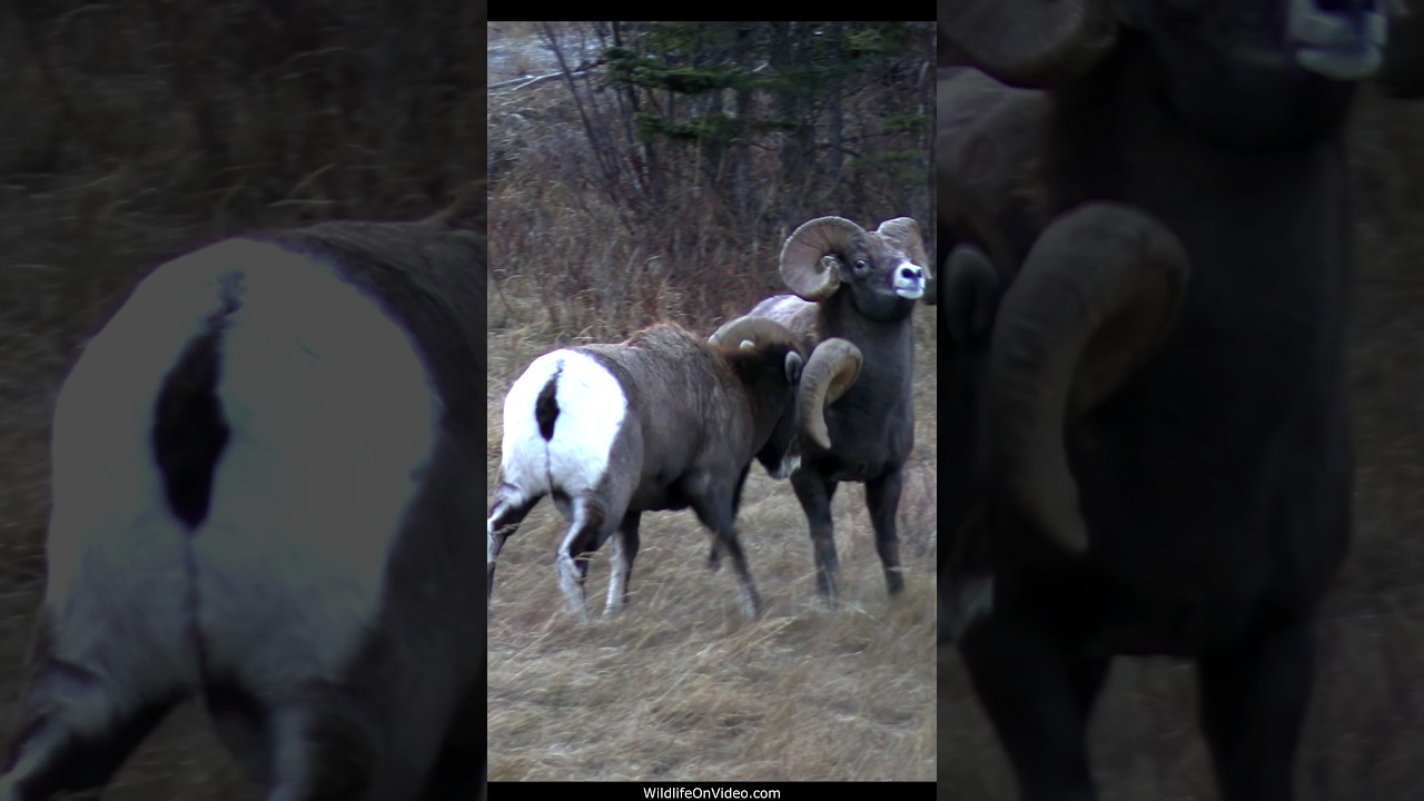 Huge Bighorn Rams Asserting Themselves During the Rut