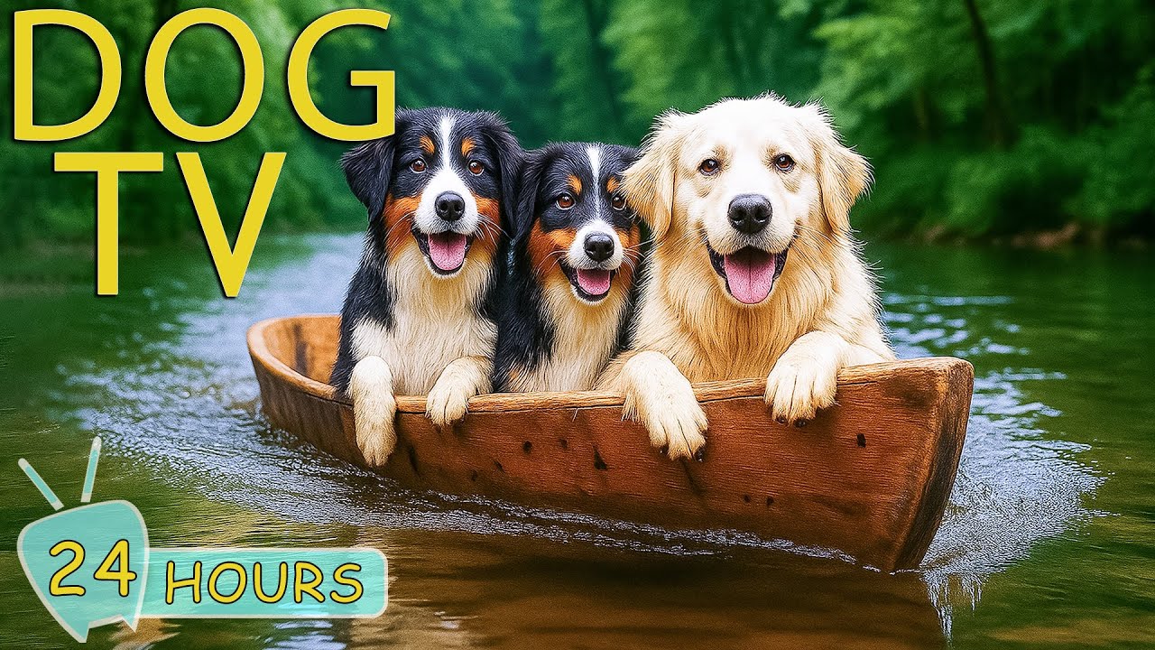 DOG TV: Videos Anti-Stress & Relax to No Prevent Boredom for Dogs Left Home Alone - Music for Dogs