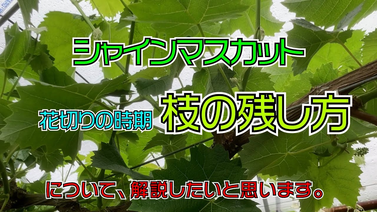 シャインマスカット「花切りの時期の枝について」