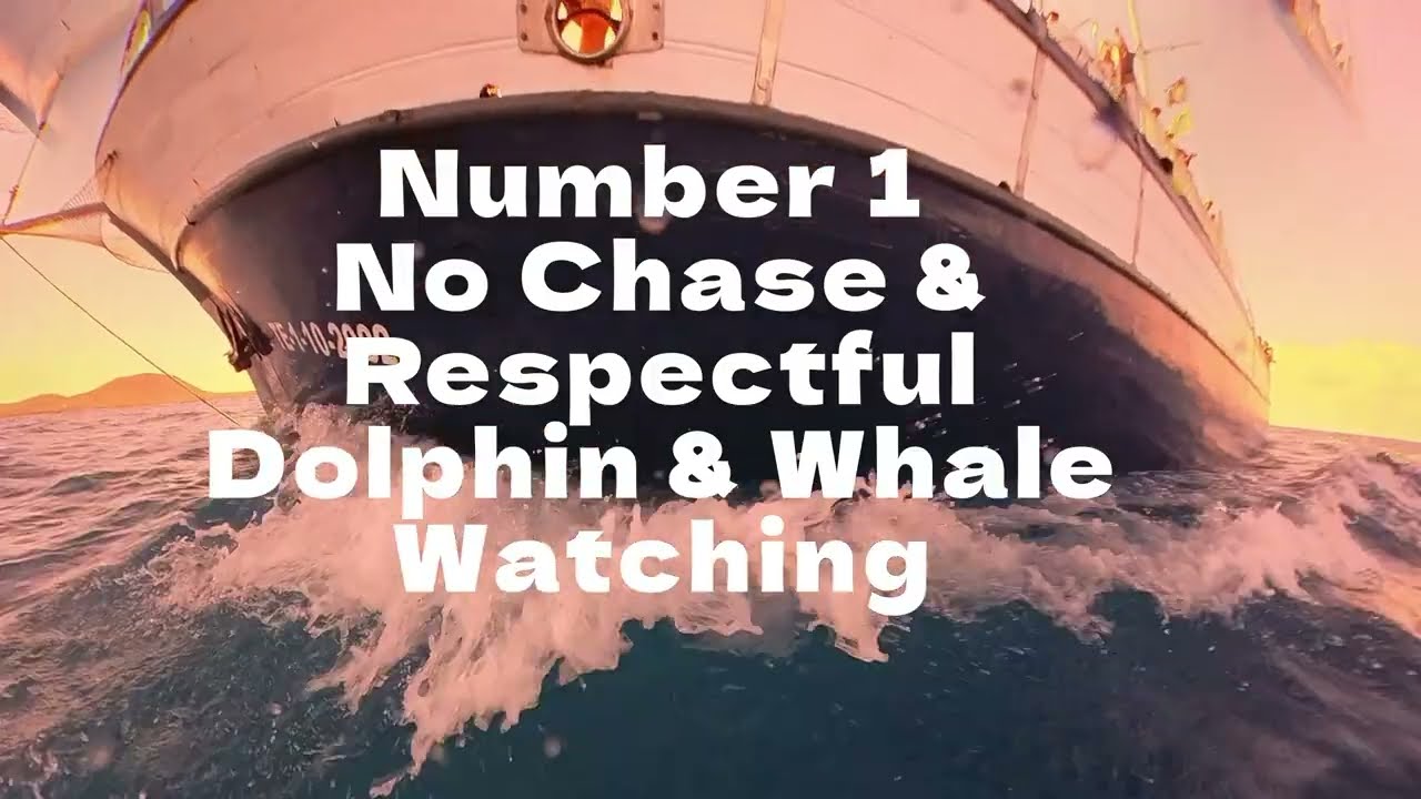 Bahriyeli Boat: Number 1 No Chase Whale & Dolphin Watching inTenerife