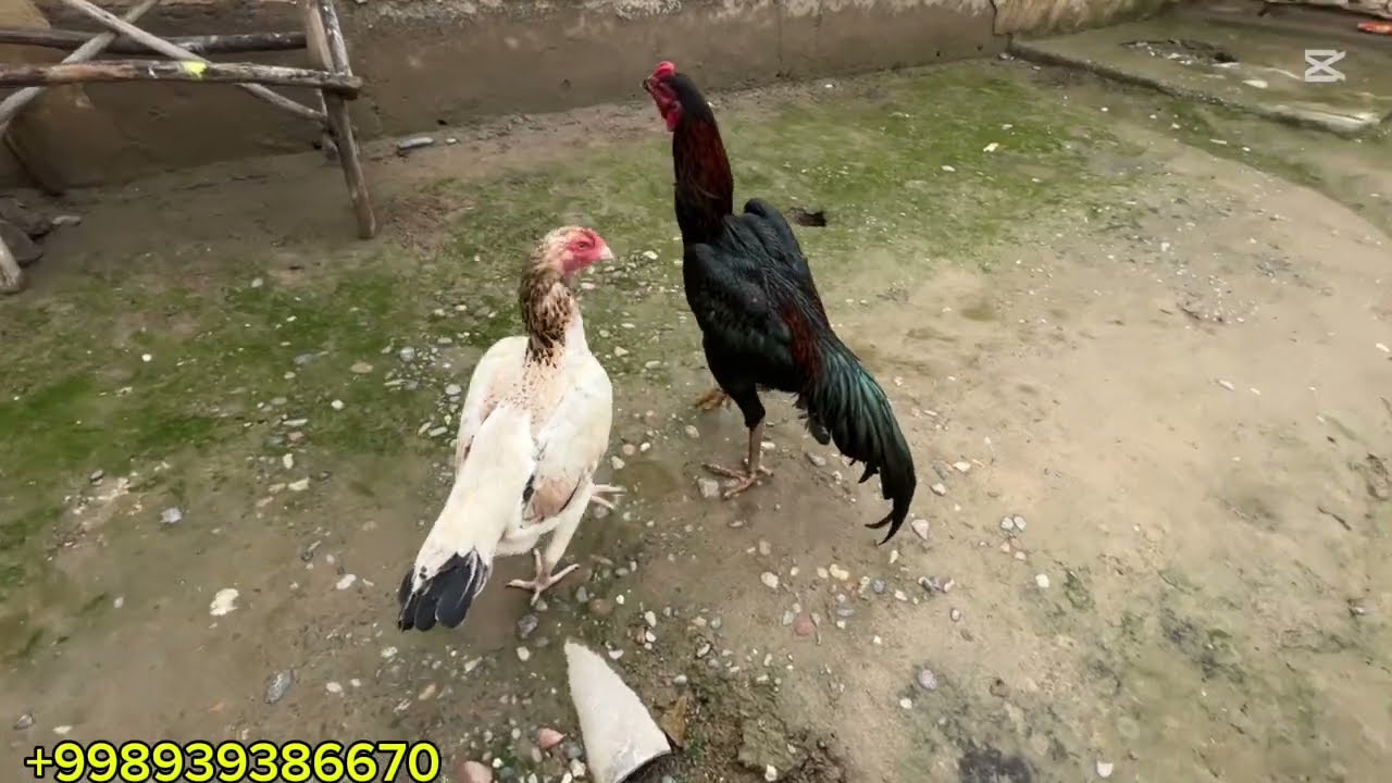 ДАКАН ИШКИБОЗЛАРИ УЧУН ЯНГИ ВИДЕО ХОШИМОВ ДАКАНЛАРИ КАРЕЯ ЗОТЛАРДАН 