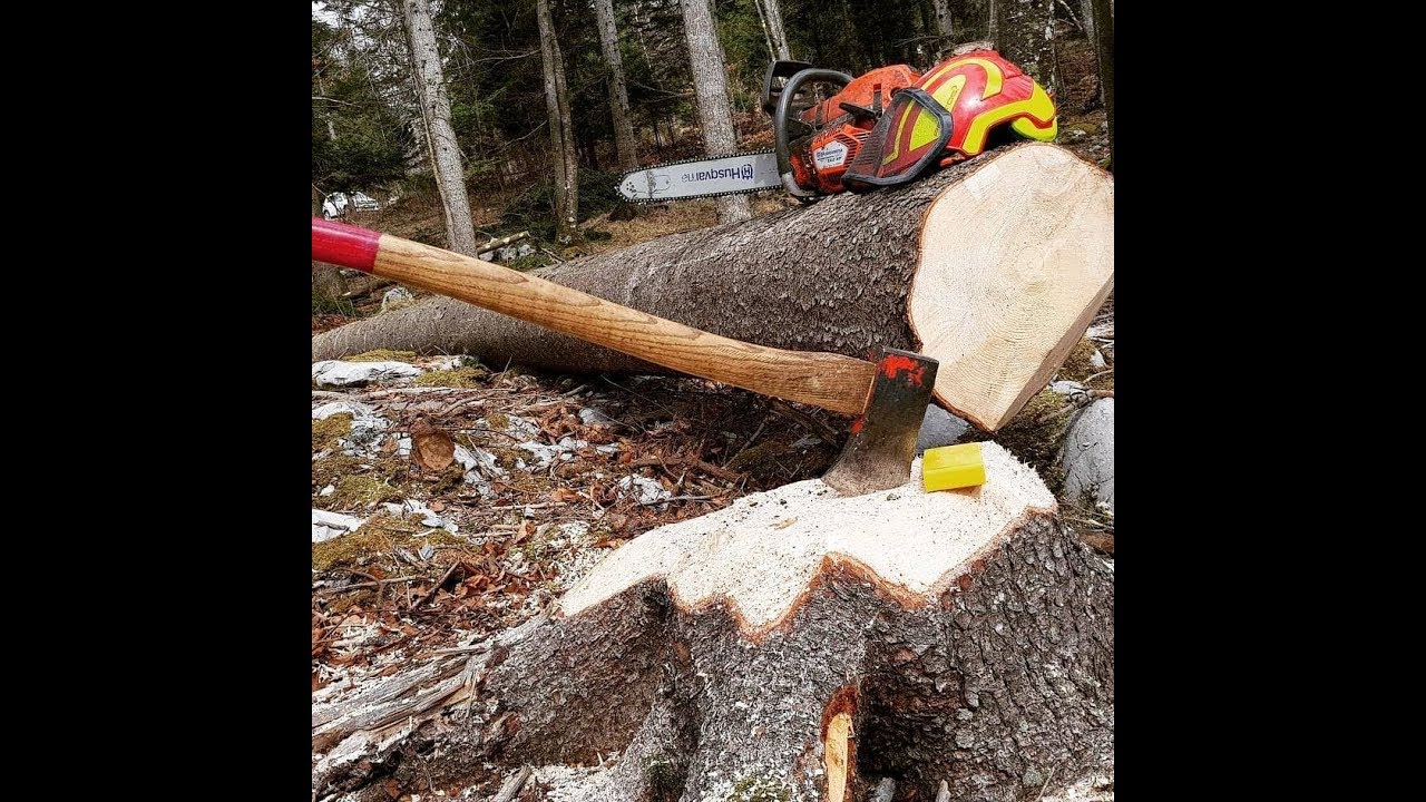 Professional Logger Tree Felling Husqvarna 562 XP