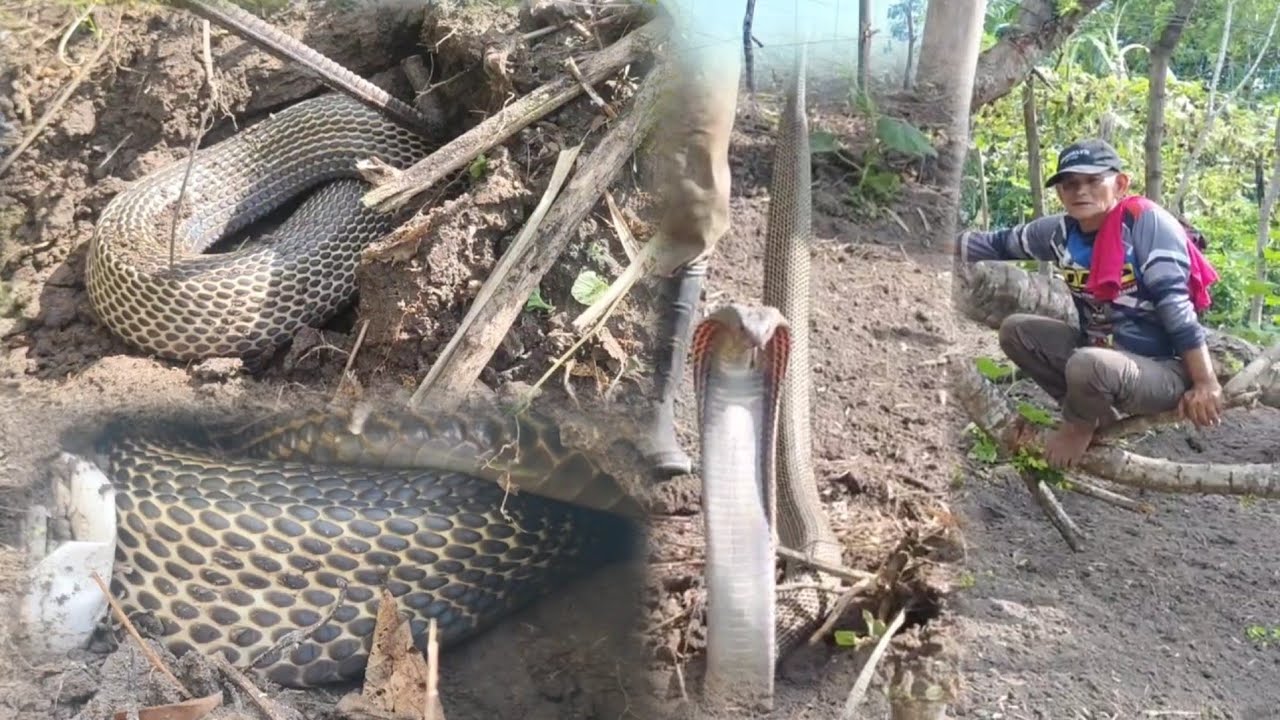 Mag asawang cobra sa taniman ng gulay ni tatang nagitlog at nakapag pa pisa pa.