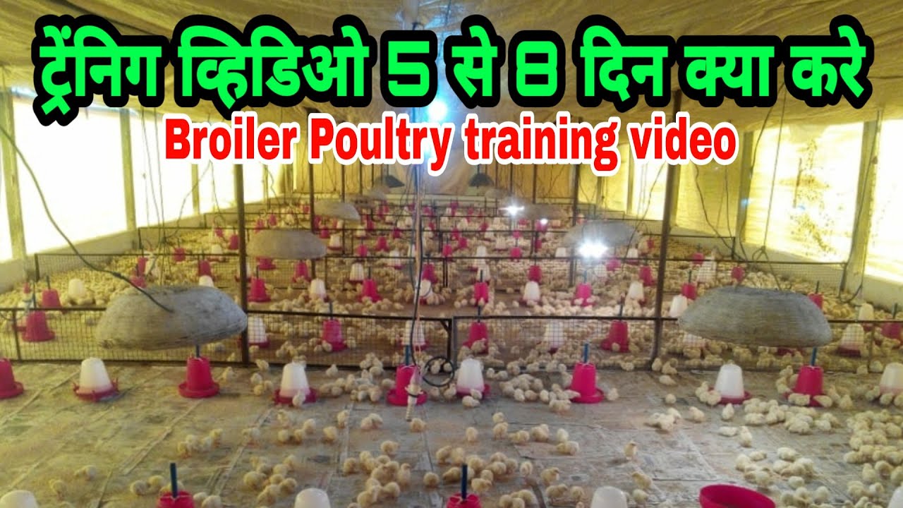 Broiler Training video Day 5 to 8 | पांच से आठ दिन क्या करे पूरी जानकारी