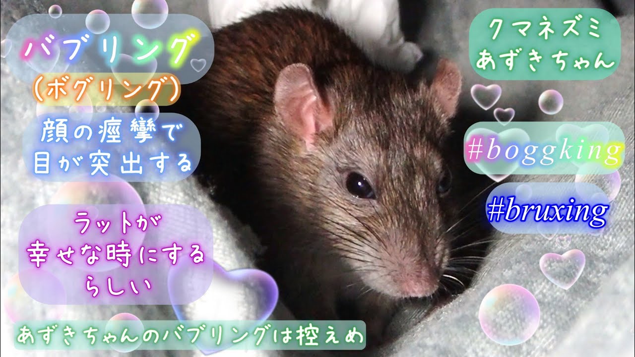 ドブネズミのバブリング(ボグリング)🔮Brownrat bruxing and boggling. Her(?) name is Azuki-chan.🐀#rat