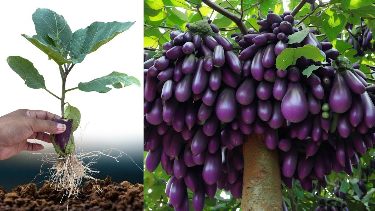 Best Techniques Growing Eggplant trees with Banana fruit Using Unique Skill For grow at home
