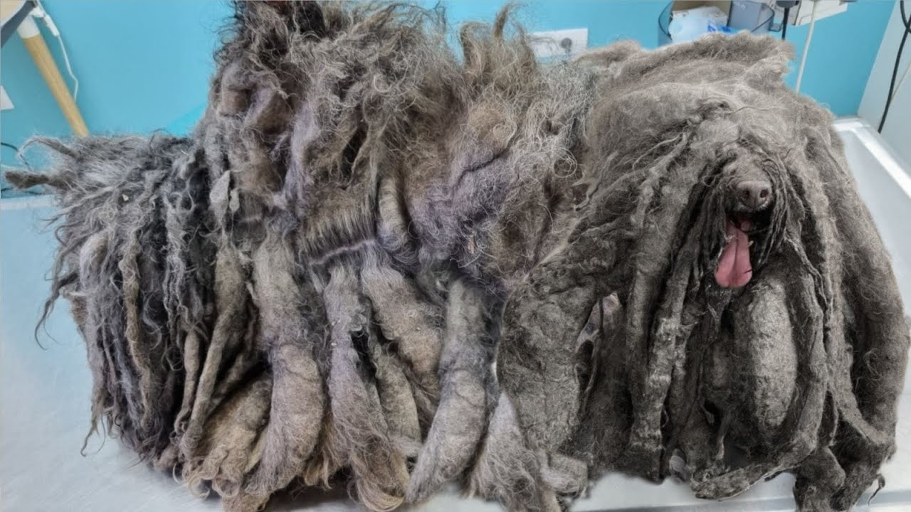 You WOULDN'T BELIEVE How This DOG Looked After We Removed This Hair