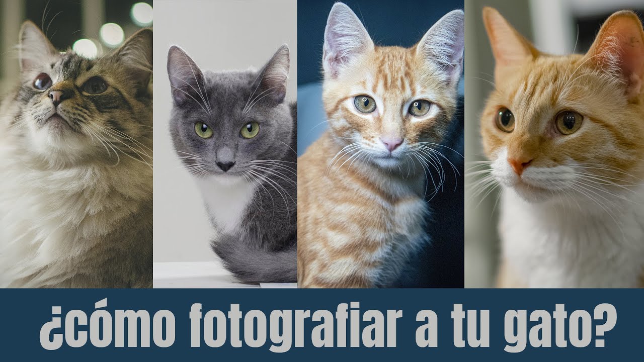 Cómo fotografiar a tu Gato